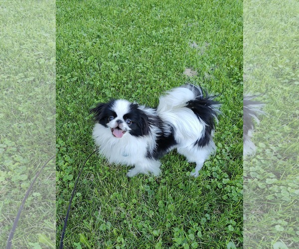 Medium Photo #4 Japanese Chin Puppy For Sale in St. Louis Park, MN, USA