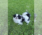 Small #3 Japanese Chin