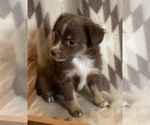 Small #7 Miniature Australian Shepherd
