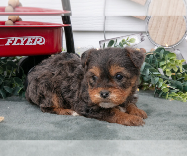 Medium Photo #9 YorkiePoo Puppy For Sale in BERNE, IN, USA