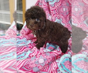 Poodle (Toy) Puppy for sale in WORCESTER, MA, USA