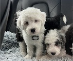 Small #13 Sheepadoodle