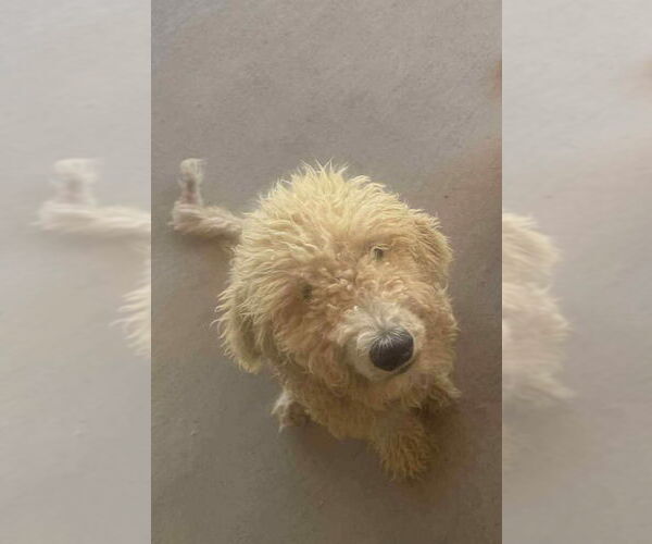 Medium Photo #3 Poodle (Standard)-Unknown Mix Puppy For Sale in Grafton, WI, USA