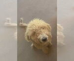 Small #2 Poodle (Standard) Mix