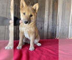 Small Photo #4 Shiba Inu Puppy For Sale in LANCASTER, PA, USA