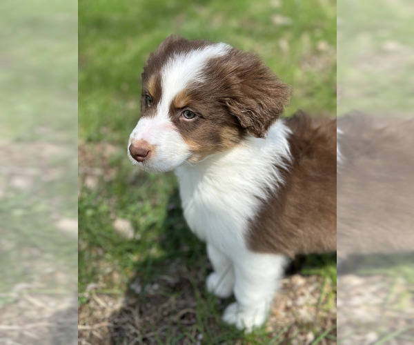 Medium Photo #9 Australian Shepherd Puppy For Sale in SANDUSKY, OH, USA