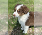 Small #8 Australian Shepherd