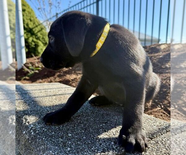 Medium Photo #2 Labrador Retriever Puppy For Sale in GREENCASTLE, PA, USA