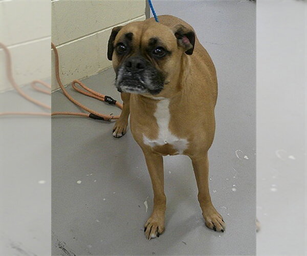 Medium Photo #1 Boxer-Unknown Mix Puppy For Sale in Sanford, FL, USA