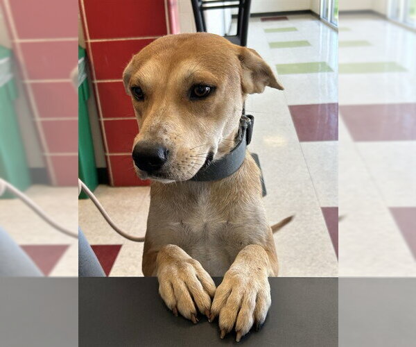 Medium Photo #1 Labrador Retriever-Unknown Mix Puppy For Sale in Plano, TX, USA
