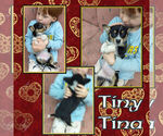 Small Photo #2 Cowboy Corgi Puppy For Sale in GALLEGOS, NM, USA