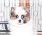 Small Photo #2 Pomeranian Puppy For Sale in NAPLES, FL, USA