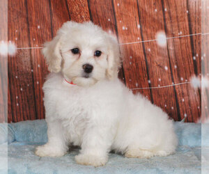 Shih-Poo Puppy for sale in PENNS CREEK, PA, USA