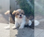 Small #2 Shih Tzu