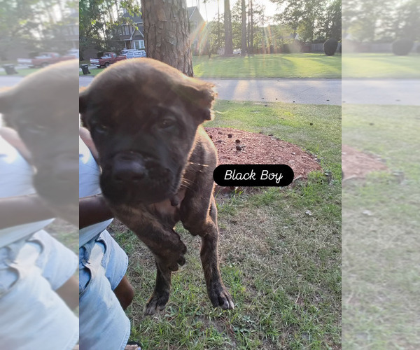 Medium Photo #1 Presa Canario Puppy For Sale in FAYETTEVILLE, NC, USA