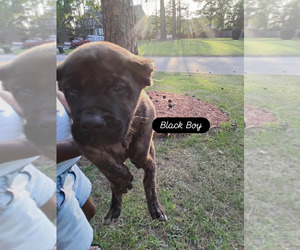 Medium Presa Canario