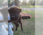 Puppy Black Boy Presa Canario