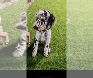 Father of the Goldendoodle puppies born on 12/16/2025