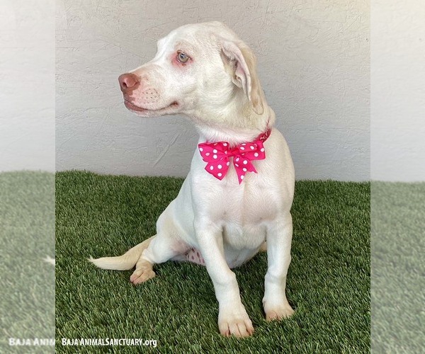Medium Photo #3 American Pit Bull Terrier-Labrador Retriever Mix Puppy For Sale in San Diego, CA, USA
