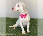 Small #2 American Pit Bull Terrier-Labrador Retriever Mix