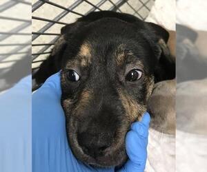 American Pit Bull Terrier Dogs for adoption in Conroe, TX, USA