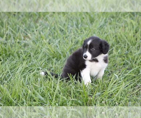 Medium Photo #26 Border Collie Puppy For Sale in BLOOMINGTON, WI, USA