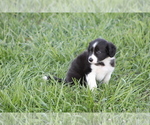 Small Photo #26 Border Collie Puppy For Sale in BLOOMINGTON, WI, USA