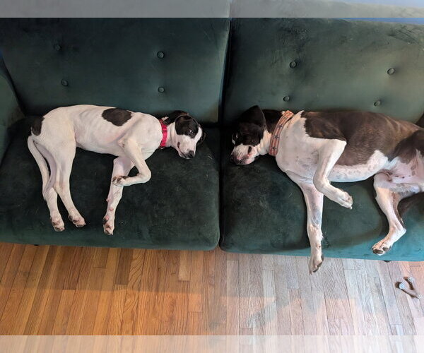 Medium Photo #9 Mutt Puppy For Sale in Wakefield, RI, USA