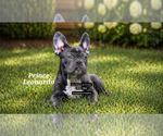 Small Photo #23 French Bulldog Puppy For Sale in FAYETTEVILLE, GA, USA