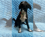 Small #3 Mountain Cur Mix