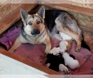 Mother of the German Shepherd Dog puppies born on 03/16/2019