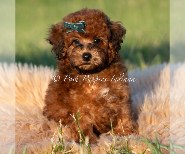 Medium Photo #80 Poodle (Miniature) Puppy For Sale in WARSAW, IN, USA