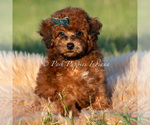 Puppy Burley AKC Poodle (Miniature)