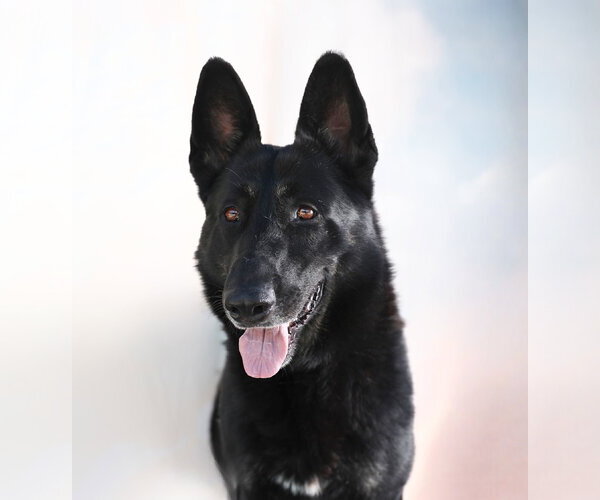 Medium Photo #3 German Shepherd Dog Puppy For Sale in Pasadena, CA, USA