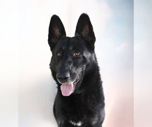 JERRY - Male German Shepherd Dog Dog for Adoption - Photo #3