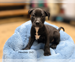 American Pit Bull Terrier Puppy for sale in RICHMOND, CA, USA