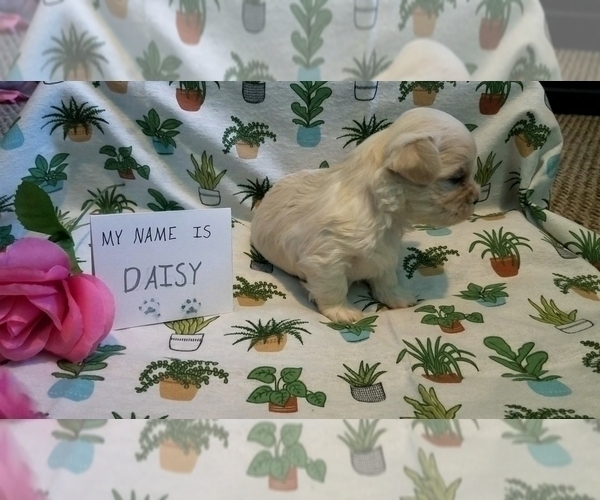 Medium Photo #6 Maltipoo (Miniature) Puppy For Sale in BROOKFIELD, MO, USA