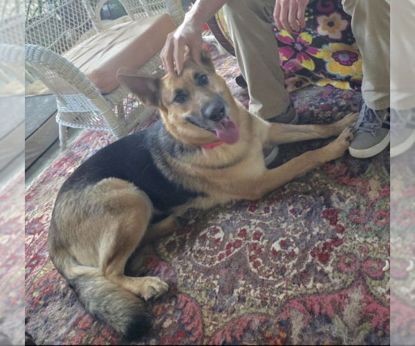 Medium Photo #7 German Shepherd Dog Puppy For Sale in Winston Salem, NC, USA