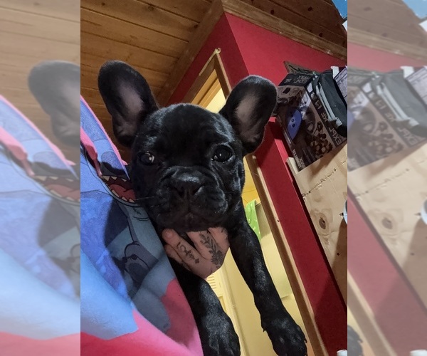 Medium Photo #20 Boston Terrier Puppy For Sale in ROUND LAKE, IL, USA