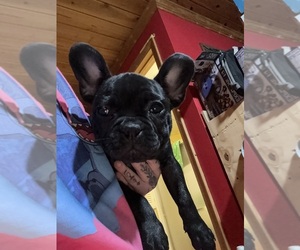 Medium Boston Terrier