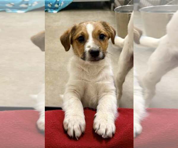 Medium Photo #3 Jack Russell Terrier-Unknown Mix Puppy For Sale in Cave Creek, AZ, USA