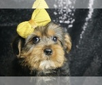 Puppy Pooter Yorkshire Terrier