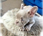 Small Photo #23 French Bulldog Puppy For Sale in AUSTIN, TX, USA