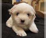 Small #1 Coton de Tulear