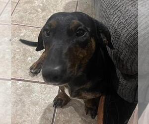 Daisy  -  Bonded With Norman  -  So Ca - Female Dachshund-Unknown Mix Dog for Adoption - Photo #7