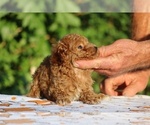 Small #20 Poodle (Toy)