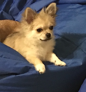Medium Photo #1 Chihuahua Puppy For Sale in CHARLESTON, SC, USA