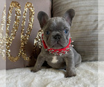 Small Photo #4 French Bulldog Puppy For Sale in GRANDVIEW, WA, USA