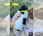 Small Photo #38 Pointer Puppy For Sale in SACRAMENTO, CA, USA