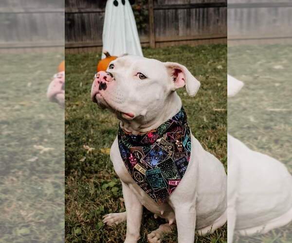 Medium Photo #3 American Pit Bull Terrier-Unknown Mix Puppy For Sale in Evansville, IN, USA